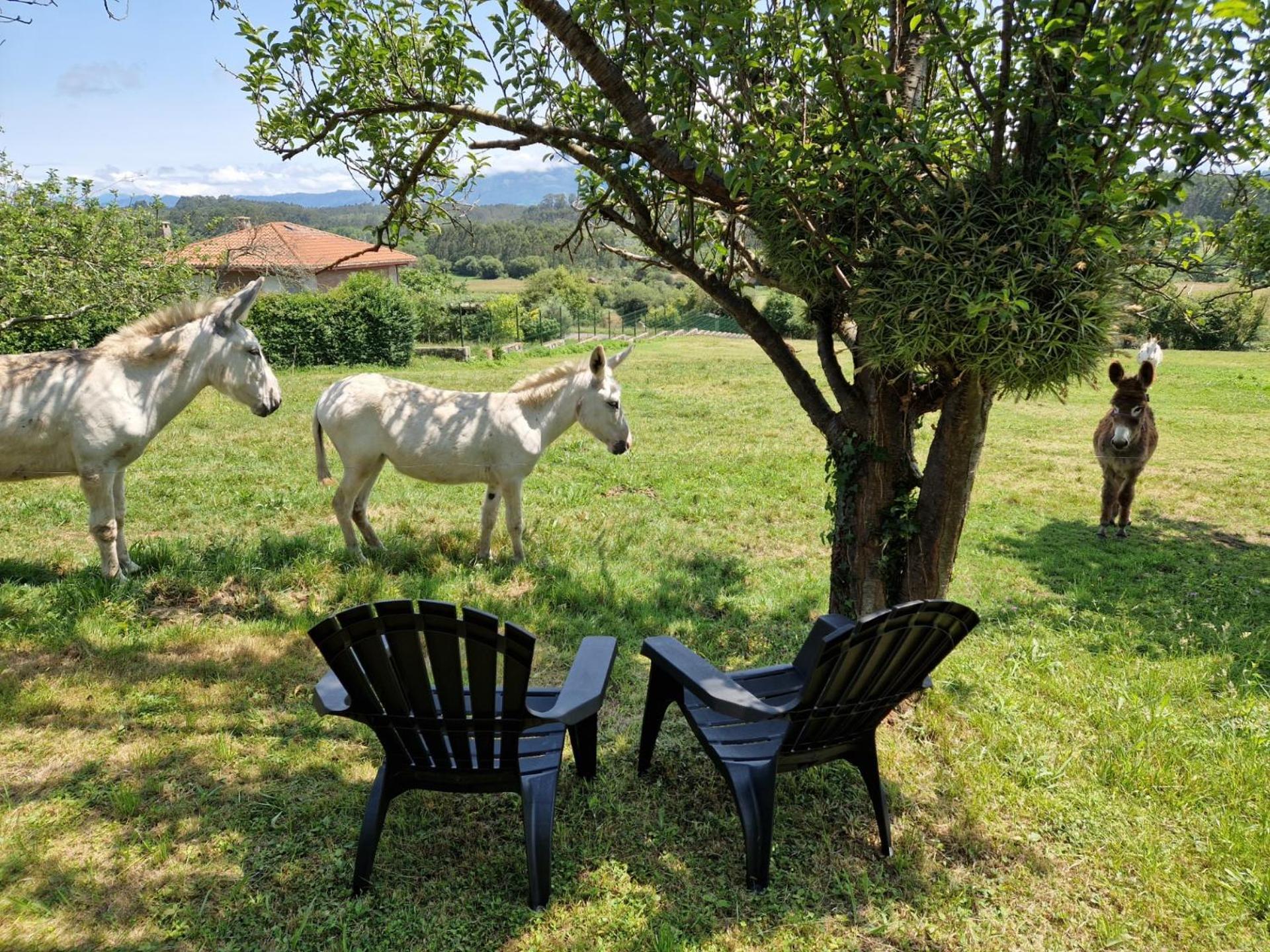Turismo Rural El Piensu Villaviciosa  Dış mekan fotoğraf