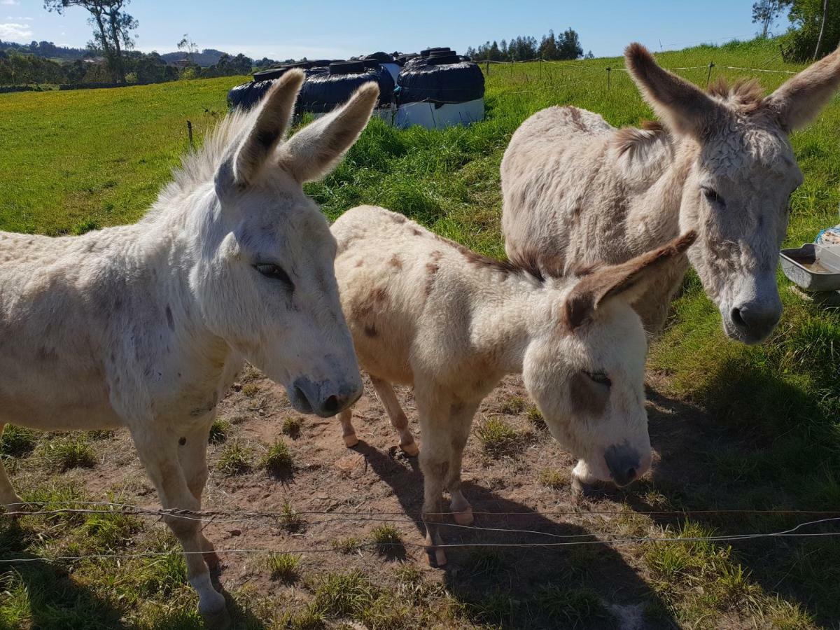 Turismo Rural El Piensu Villaviciosa  Dış mekan fotoğraf